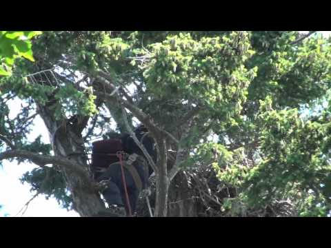 Pacific northwest raptors eagle release