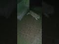 #cute#cat#@trending#@##$video#$&@😜🥰😍😘🤩🥳