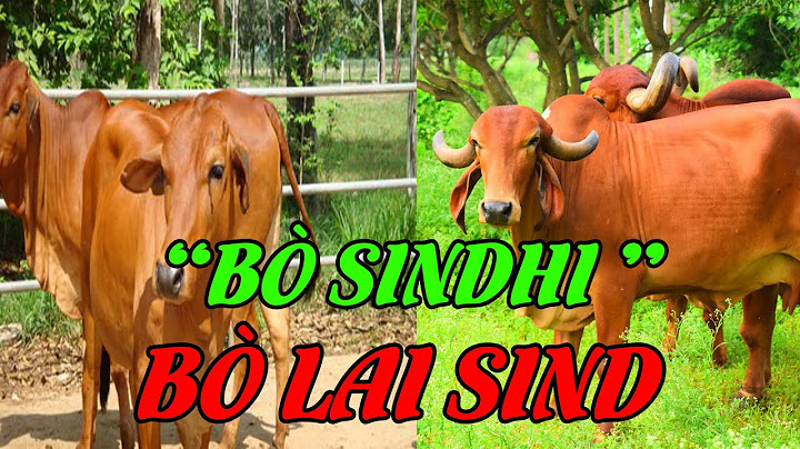 Bò thịt lai sind tiếng anh là gì