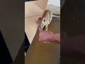 【インドの猫】ニャンズが少し遊んでくれるようになりました #cat #kitten