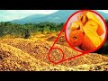 Tiraron 12.000 Toneladas De Naranjas En El Bosque. 16 Años Después Regresaron A Ver Los Resultados