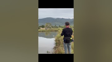 #shorts #caucaloc #lurefishing Câu cá lóc - quá đã cá táp ngay bờ #giaitribinhthuan