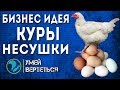 Куры несушки как бизнес идея 2018