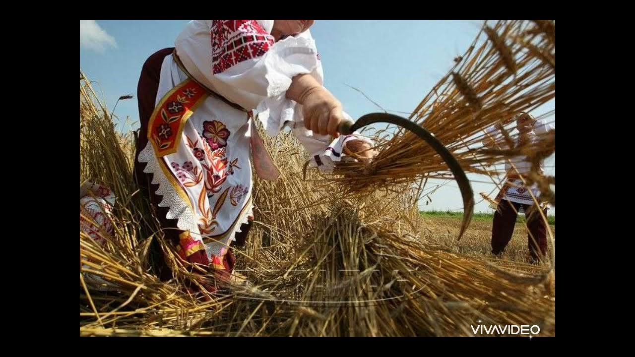 жатва какая. жатва какая. зажинки на руси. сычков федот васильевич сенокос. кившенко жнитво.