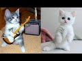 Baby Cats - Cute and Funny Cat Videos Compilation #33 | Aww Animals