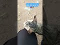 dekho pyari billi ❤️🫣 #viralvideo #pets #cat #catshorts #trendingshorts #shorts #shortsviral