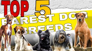 TOP 5 RAREST DOG BREEDS IN THE WORLD 2024 | RARE DOGS IN THE WORLD | DOG BREEDS #rarest dog breeds by THE PET GUY 143 views 2 months ago 3 minutes, 59 seconds