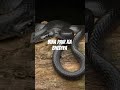 Bina pair ka bhediya #snake