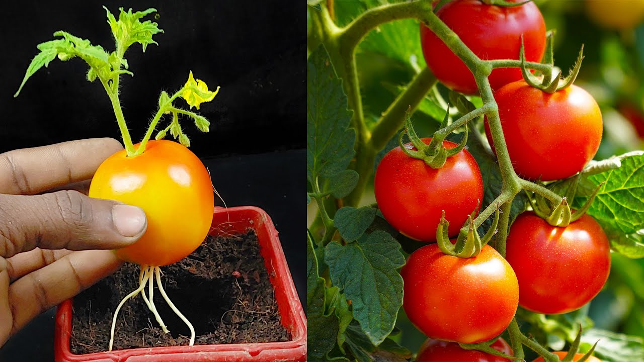 How to grow tomato tree in a tomato at home,, propagate tomato tree ...