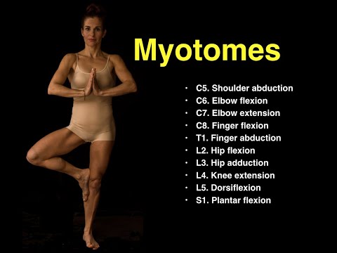 Myotomes