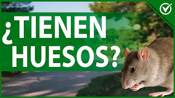 ¿Las ratas tienen sangre?