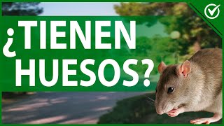 🦴 ¿Tienen Huesos los Ratones? - Curiosidades del Cuerpo Esquelético de un Ratón 🦴🐀