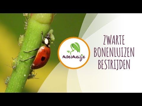 Video: Plantmijten - Informatie over mijten op tuinplanten