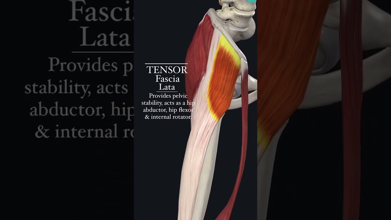 TENSOR FASCIAE LATAE 