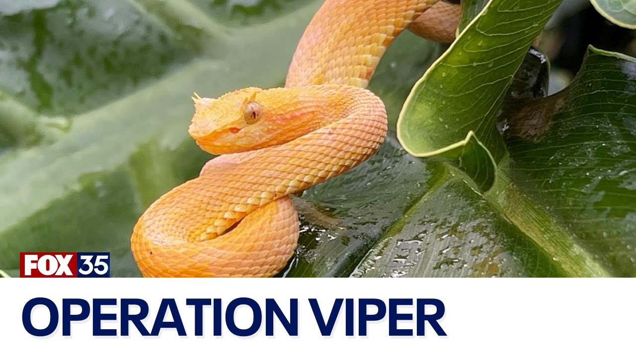 Hundreds Of Snakes Some Venomous Found In Illegal Snake Hundreds Of Snakes Some Venomous Found In Illegal Snake