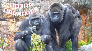 🎂Happy 11th Birthday, Momoka (Sumomo's Sister)🦍🎊🎉A Grooming Master | Gorilla Haoko Family