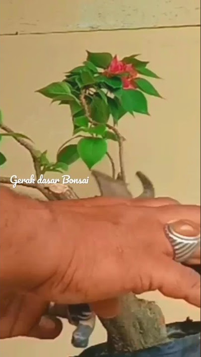 Cara Membuat Gerak Dasar Bonsai Bougenville #shortsbonsai #bonsaitree