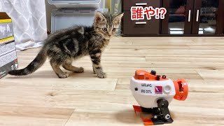 子猫に変な動きをするロボットを近づけたときの反応がこちらですw