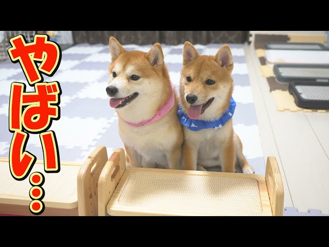 豆柴 1223 豆柴 | 茨城県のブリーダーならRiver Mountain