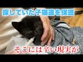 釣り堀にいたボロボロの子猫のキョウダイ達を無事に保護！しかし悲しい現実も…【We rescued kittens】