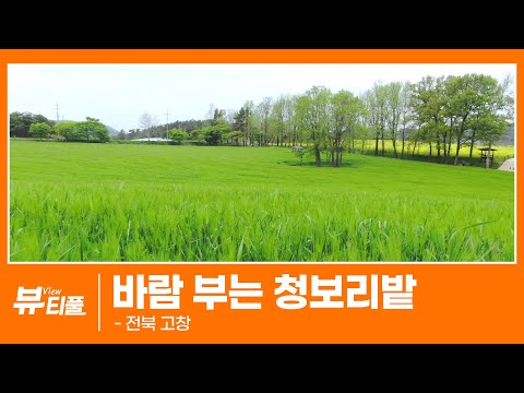 바람 부는 청보리밭
