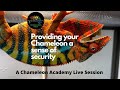 Providing Your Chameleon A Sense of Security