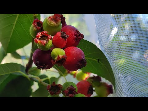 Video: Quando sono maturi i juneberries?