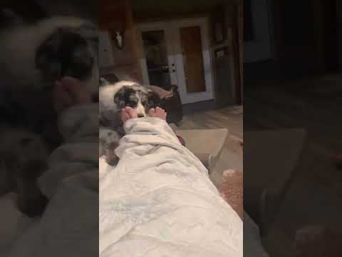Dog licking feet