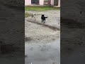 🤣Не попал в хит-парад моих мыслей #Собаки #FunnyDogs #DogLife #Юмор #Смешное видео #ольгабузова #воу