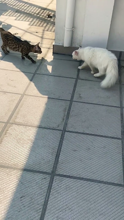 Bengal cat & persian cat encounter😡