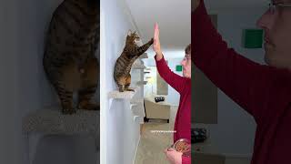 Easy High Five For A Cat #Outdoorsavannah