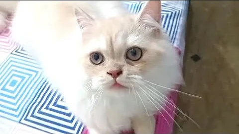 Video 10682381: persian cat fight, persian kitten playing, male kitten