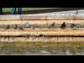 Воробьи и дрозды в фонтане - Sparrows and thrushes in a fountain