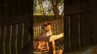 Border Terrier Dog breed  | Animals Breeds #animalshorts #dogbreed #shortvideo #doglovers