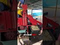 Making SPICY GOLD! 🌭💛 #shorts #entertainment #satisfying #asmr #factory
