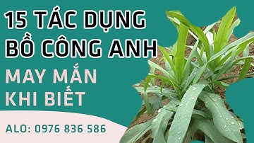 15 công dụng của BỒ CÔNG ANH, bài thuốc chữa bệnh từ bồ công anh