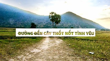 CÂY THỐT NỐT TÌNH YÊU Ở TÂY NINH | #3 TÂY NINH VLOG
