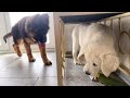 German Shepherd Puppy Steals Toy from Golden Retriever Puppy