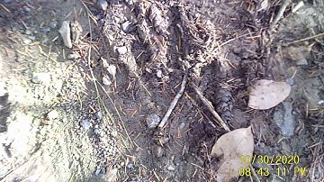 "Sasquatch Interior B.C. " Large left hand print"