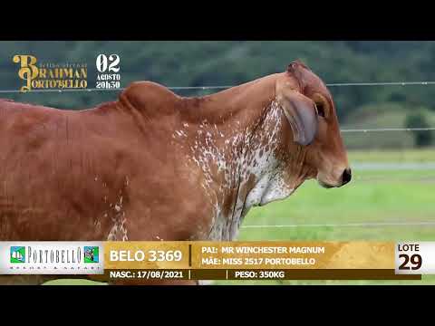 LOTE 29   BELO 3369