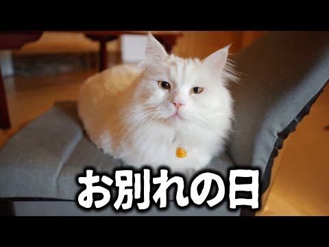 babythree400%　2代目　泣いてる目涙目うるうる目しろくま Babythree 400% 4代目 青熊 クマ - メルカリ