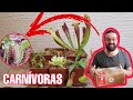 CHEGARAM minhas plantas CARNÍVORAS!!!