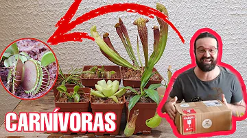 Como as vítimas são atraidas por essas plantas?