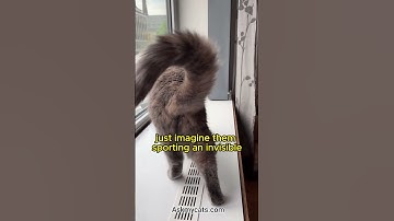 cat tail language. #catlife