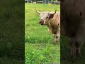 Duck has been getting to WORK #katievanslyke #minicow #highlandcow