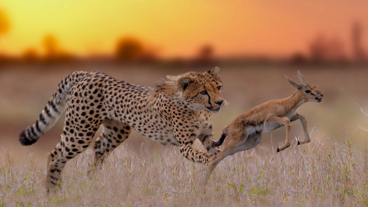 Cheetah Survive in the wild Savannah Against all odds | Raising Cheetah
