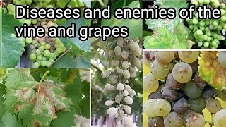 Diseases and enemies of the vine and grapes.