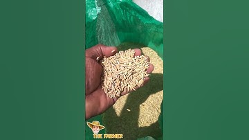 Rice | Harvesting Rice | #shorts #satisfying #agriculture #short