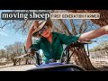 Moving sheep + dramas on the Farm! First generation farmer vlog | Farm life  sheep farming video