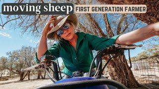 Moving sheep + dramas on the Farm! First generation farmer vlog | Farm life  sheep farming video